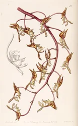 Gongora fulva